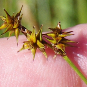 Photographie n°2455117 du taxon Carex echinata Murray [1770]