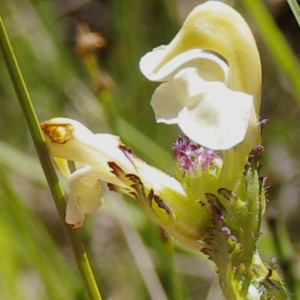 Photographie n°2455120 du taxon Carex frigida All. [1785]