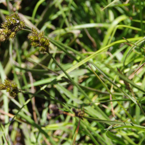Photographie n°2455135 du taxon Carex leporina L. [1753]