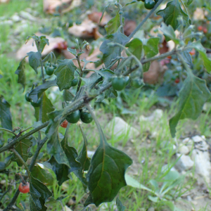 Photographie n°2455136 du taxon Solanum villosum Mill.