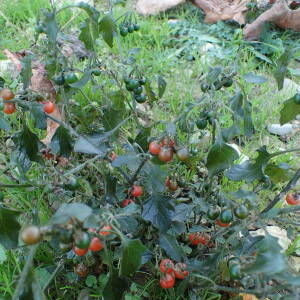 Photographie n°2455140 du taxon Solanum villosum Mill.