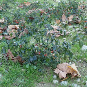 Photographie n°2455141 du taxon Solanum villosum Mill.