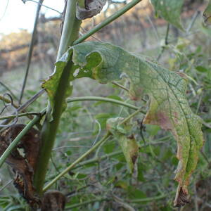 Photographie n°2455146 du taxon Verbascum sinuatum L.