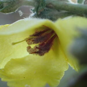 Photographie n°2455149 du taxon Verbascum sinuatum L.
