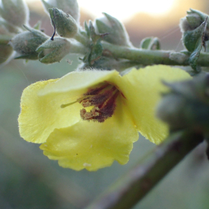 Photographie n°2455152 du taxon Verbascum sinuatum L.