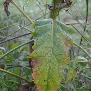 Photographie n°2455154 du taxon Verbascum sinuatum L.