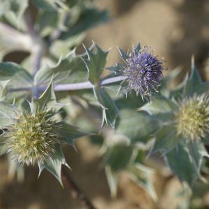 Photographie n°2455167 du taxon Eryngium maritimum L. [1753]