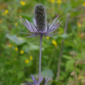  - Eryngium alpinum L. [1753]