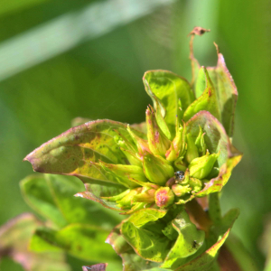 Photographie n°2455267 du taxon Hypericum tetrapterum Fr. [1823]