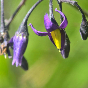 Photographie n°2455269 du taxon Solanum dulcamara L. [1753]