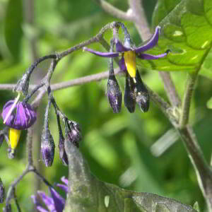 Photographie n°2455270 du taxon Solanum dulcamara L. [1753]