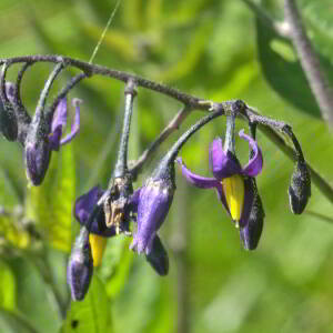 Photographie n°2455271 du taxon Solanum dulcamara L. [1753]