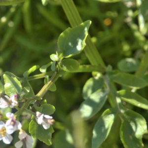 Photographie n°2455272 du taxon Nasturtium R.Br.