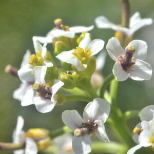 Photographie n°2455273 du taxon Nasturtium R.Br.