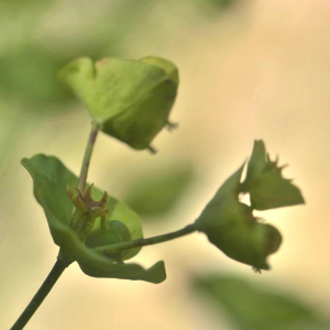 Photographie n°2455289 du taxon Euphorbia amygdaloides L. [1753]