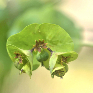 Photographie n°2455293 du taxon Euphorbia amygdaloides L. [1753]