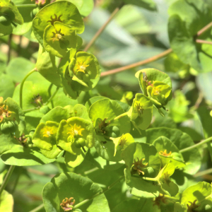 Photographie n°2455296 du taxon Euphorbia amygdaloides L. [1753]