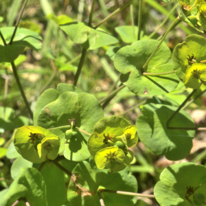 Photographie n°2455297 du taxon Euphorbia amygdaloides L. [1753]