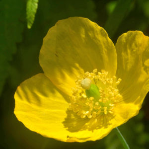 Photographie n°2455307 du taxon Meconopsis cambrica (L.) Vig.