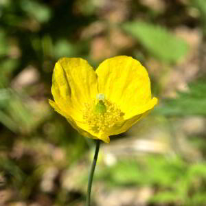 Photographie n°2455311 du taxon Meconopsis cambrica (L.) Vig.