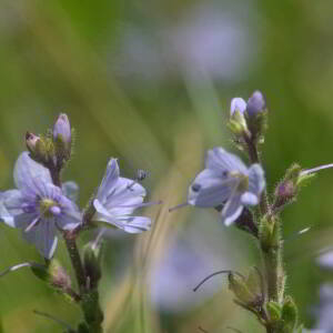 Photographie n°2455317 du taxon Veronica officinalis L. [1753]