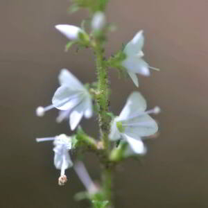 Photographie n°2455319 du taxon Veronica officinalis L. [1753]