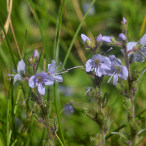 Photographie n°2455321 du taxon Veronica officinalis L. [1753]