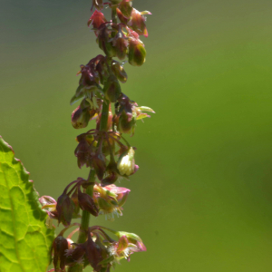 Photographie n°2455337 du taxon Rumex crispus L. [1753]