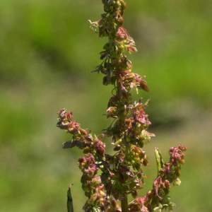 Photographie n°2455340 du taxon Rumex crispus L. [1753]