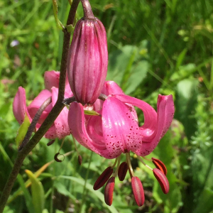 Photographie n°2455367 du taxon Lilium martagon L.