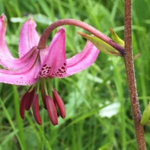 Photographie n°2455368 du taxon Lilium martagon L.