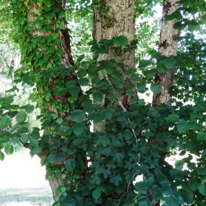 Photographie n°2455376 du taxon Tilia cordata Mill. [1768]