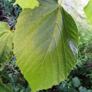 Photographie n°2455383 du taxon Tilia cordata Mill. [1768]