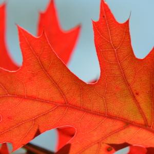 Photographie n°2455439 du taxon Quercus palustris Münchh. [1770]