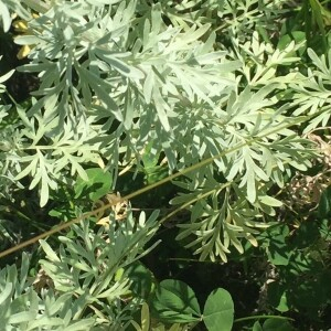 Photographie n°2455441 du taxon Artemisia absinthium L. [1753]