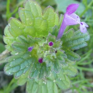 Photographie n°2455454 du taxon Lamium amplexicaule L.