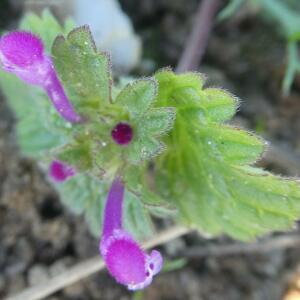 Photographie n°2455456 du taxon Lamium amplexicaule L.