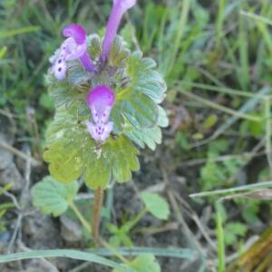 Photographie n°2455458 du taxon Lamium amplexicaule L.