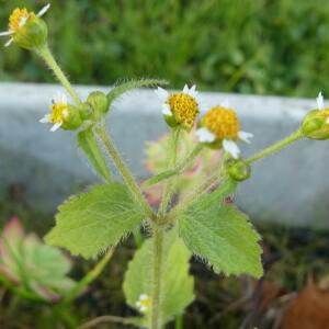 Photographie n°2455462 du taxon Galinsoga quadriradiata Ruiz & Pav.