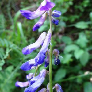 Photographie n°2455469 du taxon Vicia cracca L.