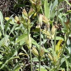 Photographie n°2455512 du taxon Salvia officinalis subsp. lavandulifolia (Vahl) Gams [1927]