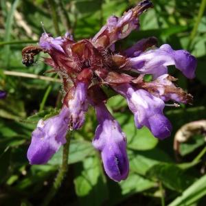 Photographie n°2455527 du taxon Prunella grandiflora (L.) Schöller [1775]