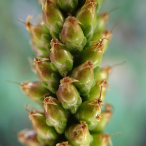 Photographie n°2455546 du taxon Plantago major L.