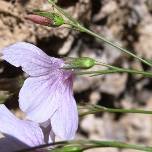 Photographie n°2455563 du taxon Linum tenuifolium L. [1753]