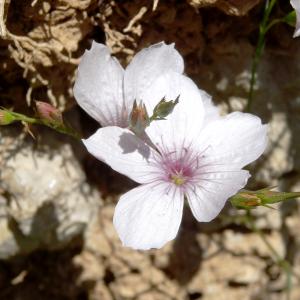 Photographie n°2455565 du taxon Linum tenuifolium L. [1753]