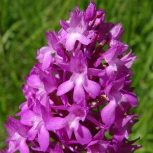 Photographie n°2455572 du taxon Anacamptis pyramidalis (L.) Rich. [1817]