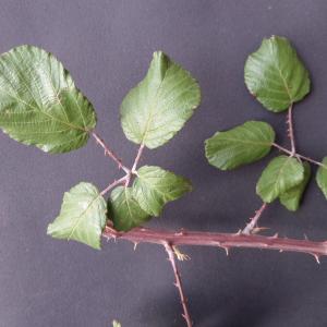 Photographie n°2455593 du taxon Rubus ulmifolius Schott [1818]