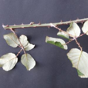Photographie n°2455595 du taxon Rubus ulmifolius Schott [1818]