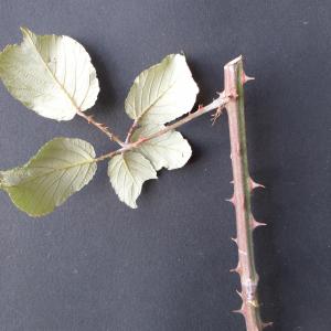 Photographie n°2455596 du taxon Rubus ulmifolius Schott [1818]