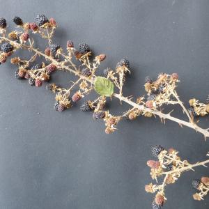 Photographie n°2455598 du taxon Rubus ulmifolius Schott [1818]